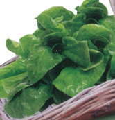 SPINACH CUISINE